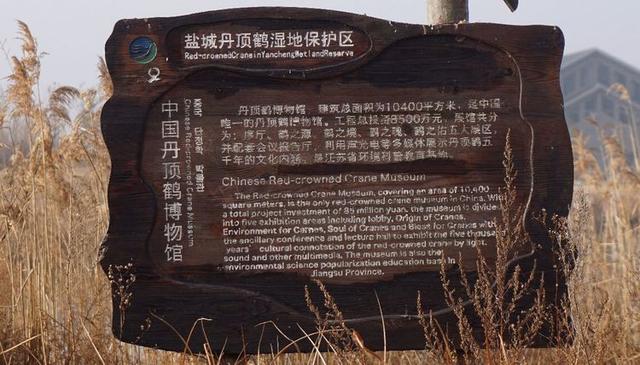 盐城市丹顶鹤自然保护区简介（探访江苏盐城丹顶鹤湿地保护区）(4)