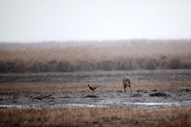 盐城市丹顶鹤自然保护区简介（探访江苏盐城丹顶鹤湿地保护区）(48)
