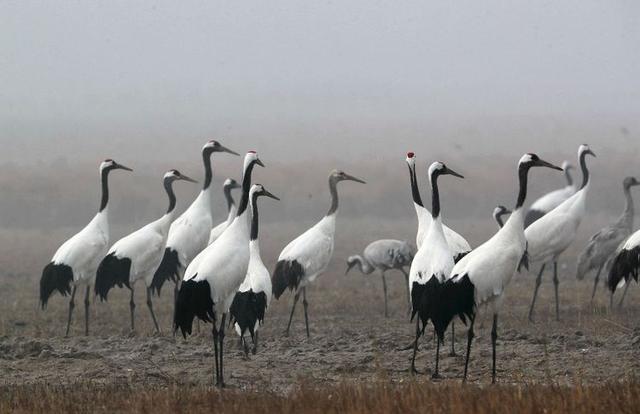 盐城市丹顶鹤自然保护区简介（探访江苏盐城丹顶鹤湿地保护区）(22)