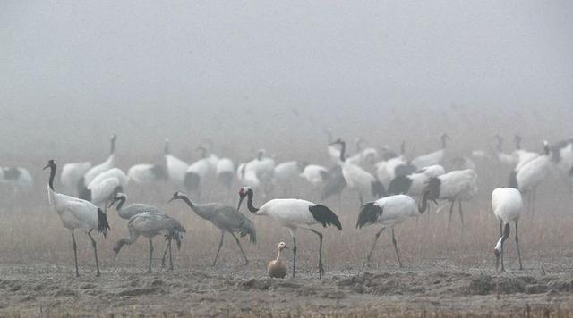 盐城市丹顶鹤自然保护区简介（探访江苏盐城丹顶鹤湿地保护区）(11)