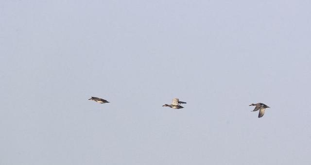 盐城市丹顶鹤自然保护区简介（探访江苏盐城丹顶鹤湿地保护区）(35)