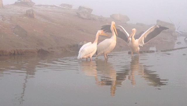 盐城市丹顶鹤自然保护区简介（探访江苏盐城丹顶鹤湿地保护区）(46)