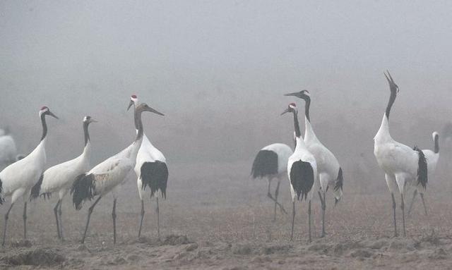 盐城市丹顶鹤自然保护区简介（探访江苏盐城丹顶鹤湿地保护区）(9)