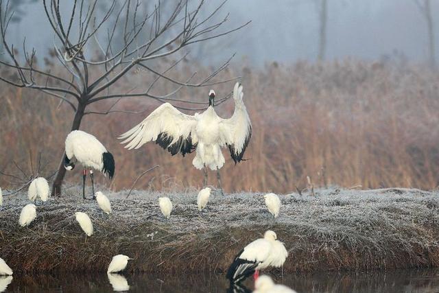 盐城市丹顶鹤自然保护区简介（探访江苏盐城丹顶鹤湿地保护区）(28)