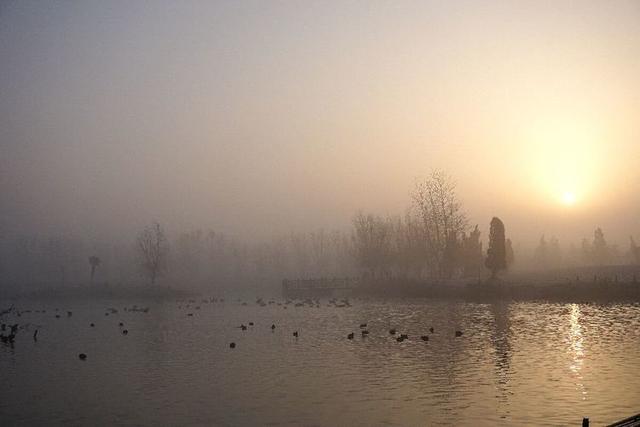 盐城市丹顶鹤自然保护区简介（探访江苏盐城丹顶鹤湿地保护区）(43)