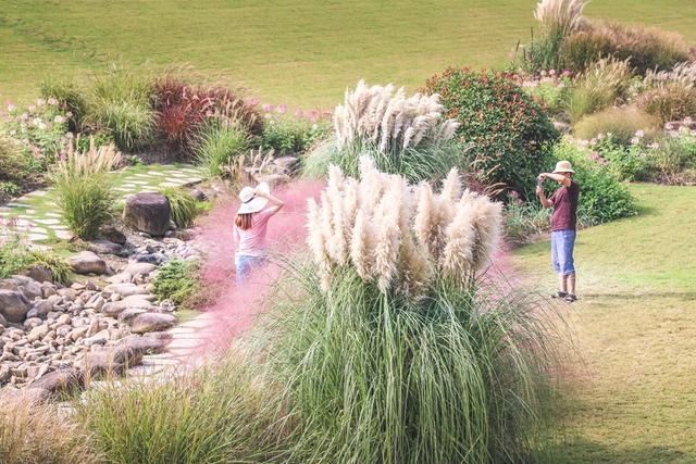 初夏辰山旅游攻略（辰山自然生活节）(47)