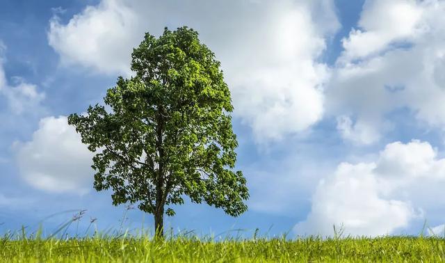 初夏辰山旅游攻略（辰山自然生活节）(39)