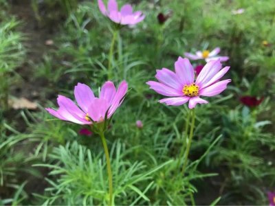 ​有哪些令人拍案叫绝的临场反应 李良