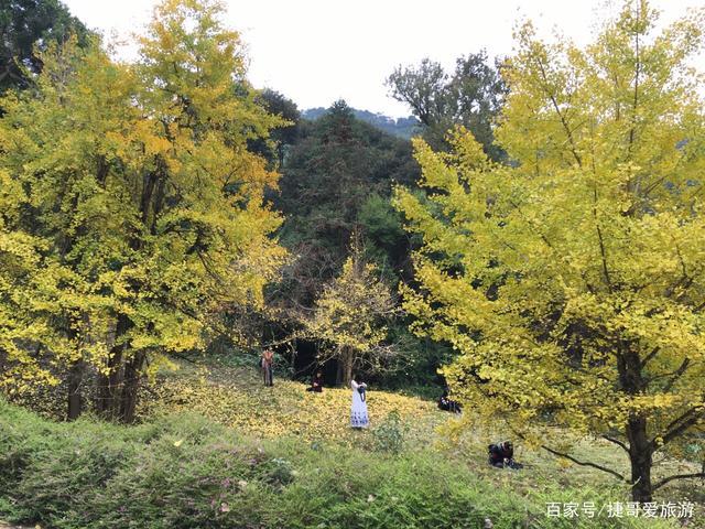 1.三明古银杏群