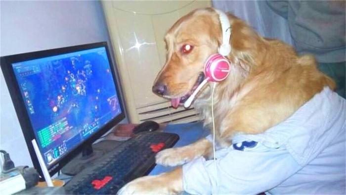 世界上智商最高的5种“狗”，泰迪竟然排第2，第1名你家有吗？