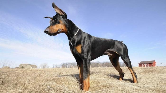 世界上智商最高的5种“狗”，泰迪竟然排第2，第1名你家有吗？