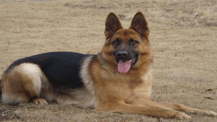 世界上智商最高的5种“狗”，泰迪竟然排第2，第1名你家有吗？