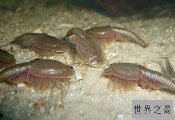世界上最古来的三眼恐龙虾，经历了三次地球世纪大灭绝
