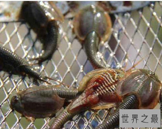 世界上最古来的三眼恐龙虾，经历了三次地球世纪大灭绝