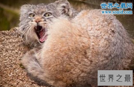 世界上最凶猛的猫科动物，兔狲(和藏獒有的一拼)