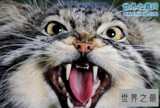 世界上最凶猛的猫科动物，兔狲(和藏獒有的一拼)