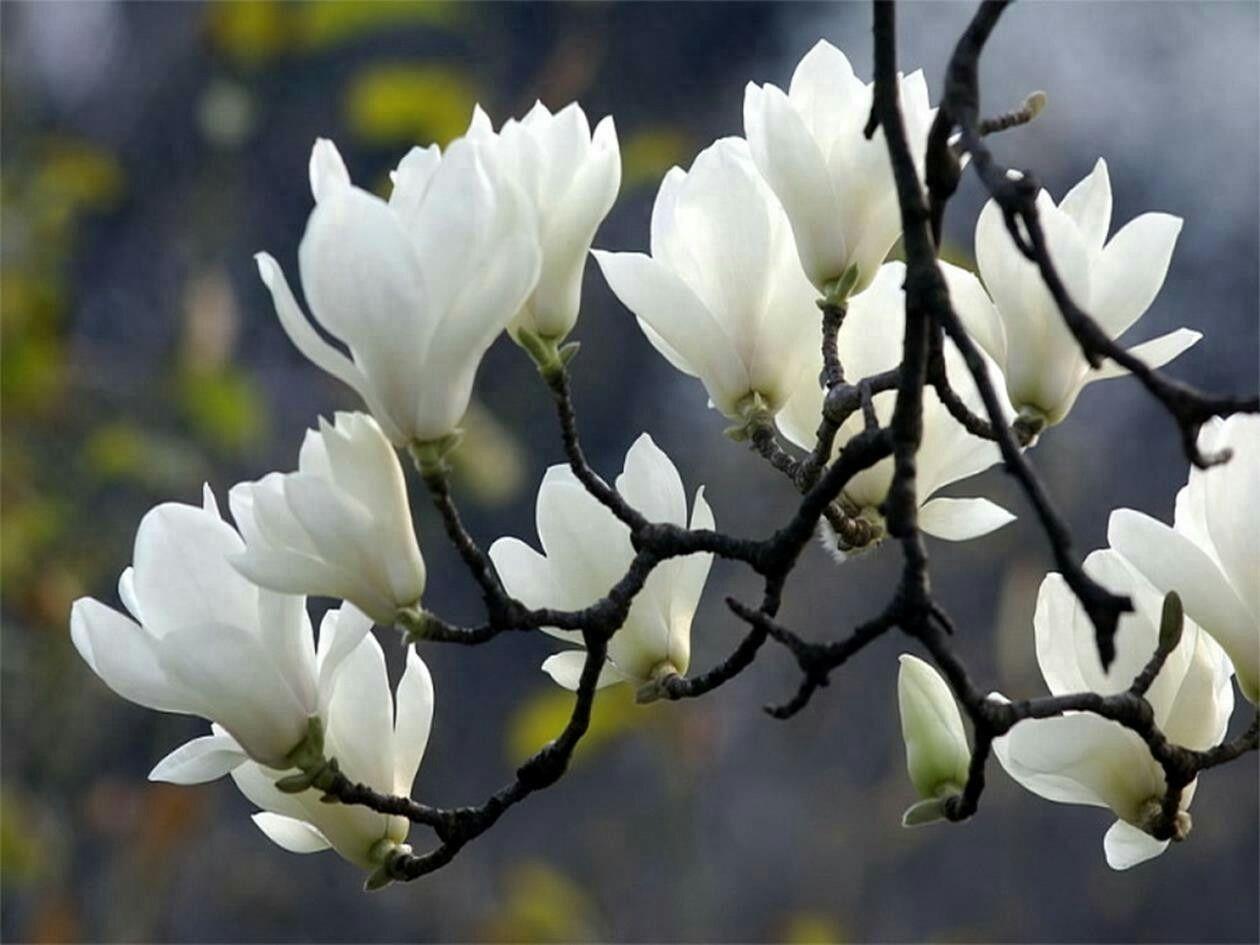 上海市花你知道是什么吗？棉花也曾经是上海的市花