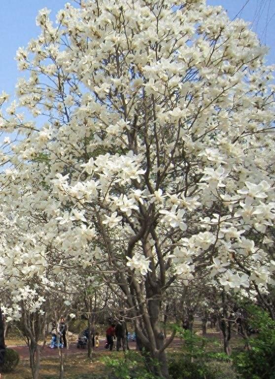 上海市花你知道是什么吗？棉花也曾经是上海的市花