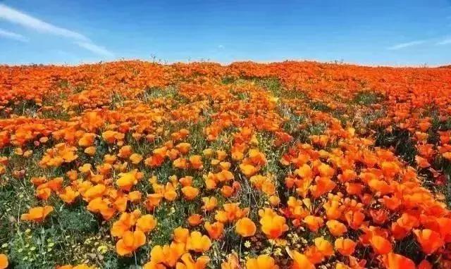 南加州旅游攻略必去景点推荐（加州这13个美到极致的景点）(28)