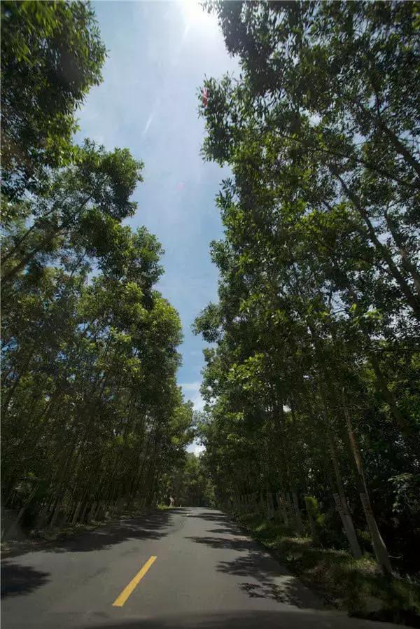 自驾三亚免费旅游路线推荐图(三亚10大风景最美自驾线路)(28)