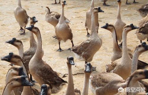 广东白切鹅的正宗做法(广东四大名鹅及八大鹅肉作法)(1)