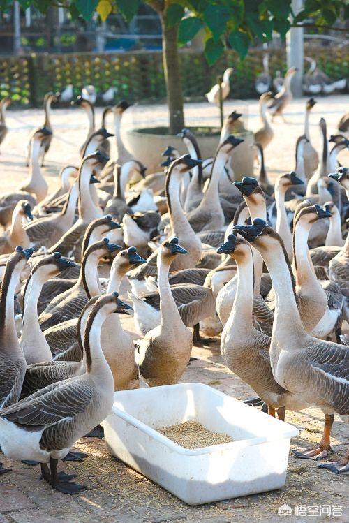 广东白切鹅的正宗做法(广东四大名鹅及八大鹅肉作法)(3)