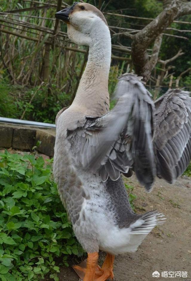 广东白切鹅的正宗做法(广东四大名鹅及八大鹅肉作法)(5)