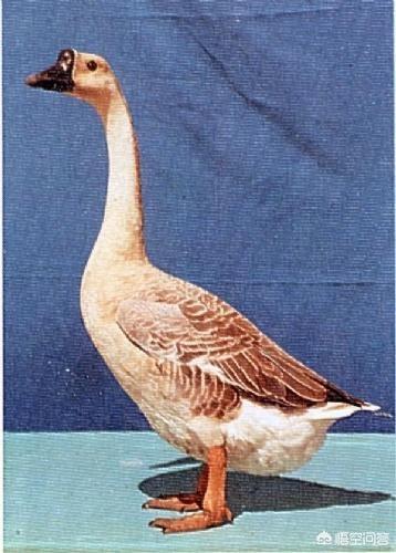 广东白切鹅的正宗做法(广东四大名鹅及八大鹅肉作法)(2)