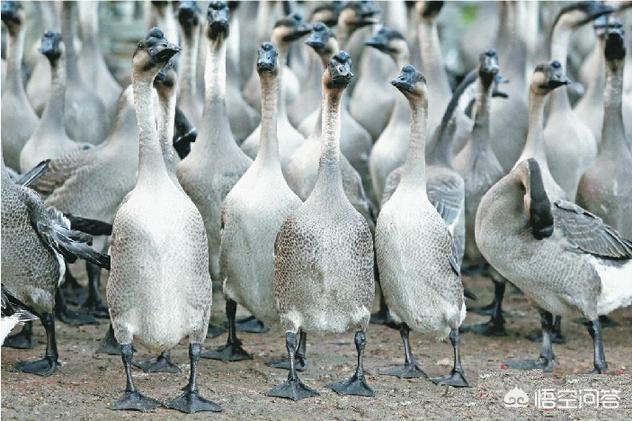 广东白切鹅的正宗做法(广东四大名鹅及八大鹅肉作法)(6)