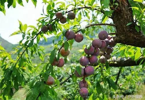 广州千年以上的古村(原来广州竟有5个极美的古村落)(2)