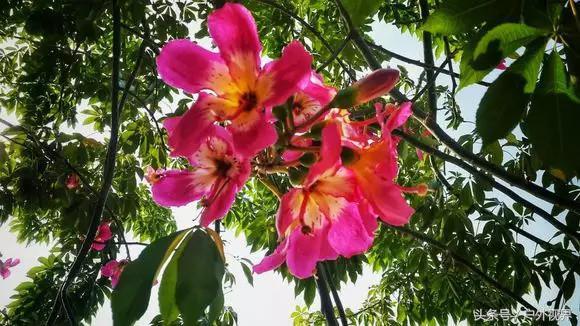 广州千年以上的古村(原来广州竟有5个极美的古村落)(26)