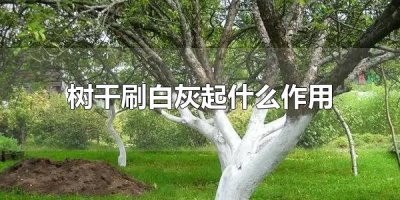 ​树干刷白灰起什么作用 给树干刷白灰有用吗