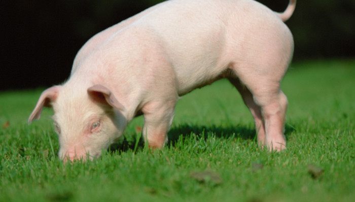 猪 (1).jpg 猪 (1).jpg