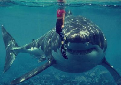 ​出海游玩时发现巨型石斑鱼活吞一米长鲨鱼，镜头记录下整个过程