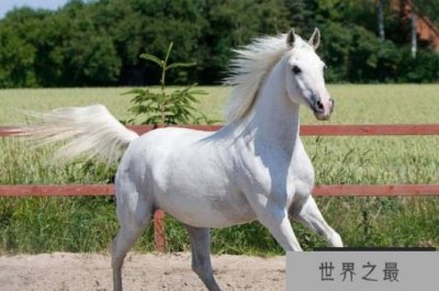​世界历史上十大最著名的马 触发是著名的马(技巧比较多)