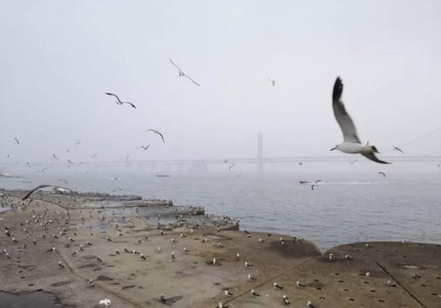 大连三日游超详细攻略(大连超详细全攻略)(21)