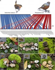 ​研究发现一些鸟类经常食用松露