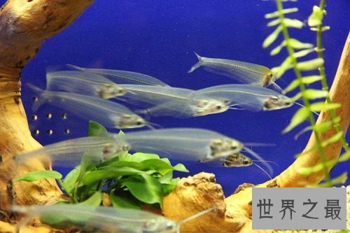 玻璃猫居然是一种鱼?饲养贴士教你养好它!