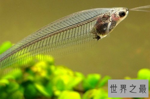 玻璃猫居然是一种鱼?饲养贴士教你养好它!