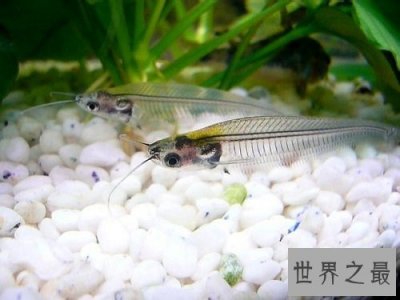 ​玻璃猫居然是一种鱼？饲养贴士教你养好它！