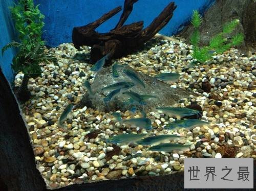 玻璃猫居然是一种鱼?饲养贴士教你养好它!