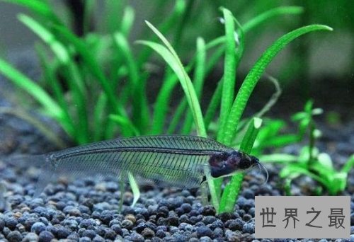 玻璃猫居然是一种鱼?饲养贴士教你养好它!