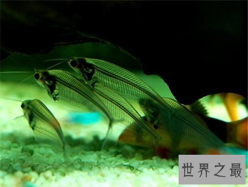 玻璃猫居然是一种鱼?饲养贴士教你养好它!