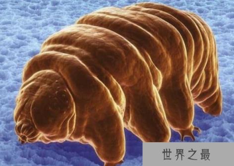 地表最强生物水熊,水熊虫与太阳同寿(能在太空中生存繁衍)