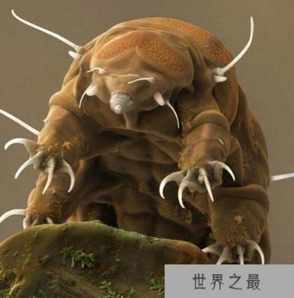 地表最强生物水熊,水熊虫与太阳同寿(能在太空中生存繁衍)