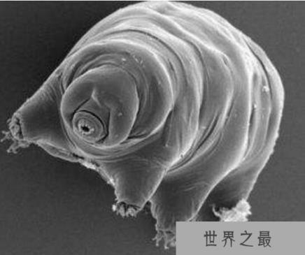 地表最强生物水熊,水熊虫与太阳同寿(能在太空中生存繁衍)