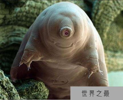 地表最强生物水熊,水熊虫与太阳同寿(能在太空中生存繁衍)