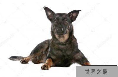 ​世界十大猛犬排行榜 战斗力爆表的凶猛犬种！