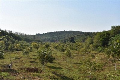 ​湖北长山核桃示范项目顺利通过现场查定