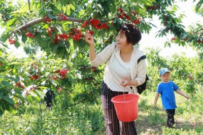 ​北京樱桃采摘时间是几月份（北京周边露天樱桃5月中下旬成熟）